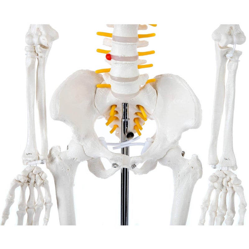 Axis Scientific Mini Human Skeleton Model with Metal Stand, 31" Tall with Removable Arms and Legs, Easy to Assemble, Includes Detailed Product Manual for Study - Image 3
